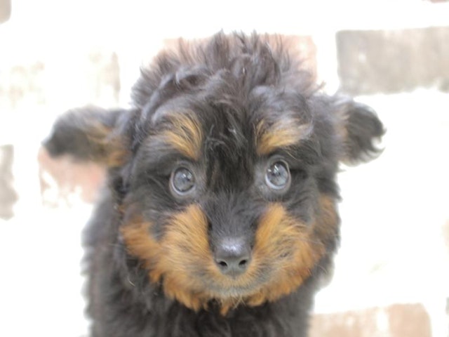 静岡県のハーフ犬・ミックス犬 (ペッツワン浜松雄踏店/2024年2月18日生まれ/男の子/ブラックタン)の子犬